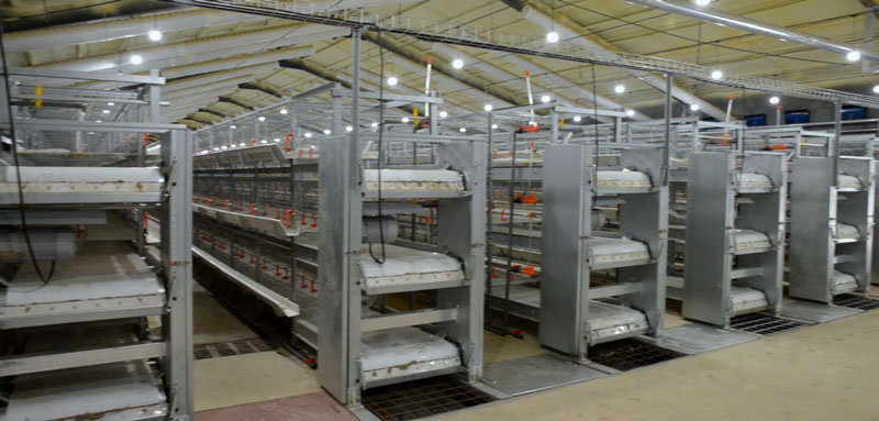 華全官網(wǎng)丨保供電，守安全！華全1000千瓦發(fā)電機(jī)組助力養(yǎng)殖企業(yè)高質(zhì)量發(fā)展